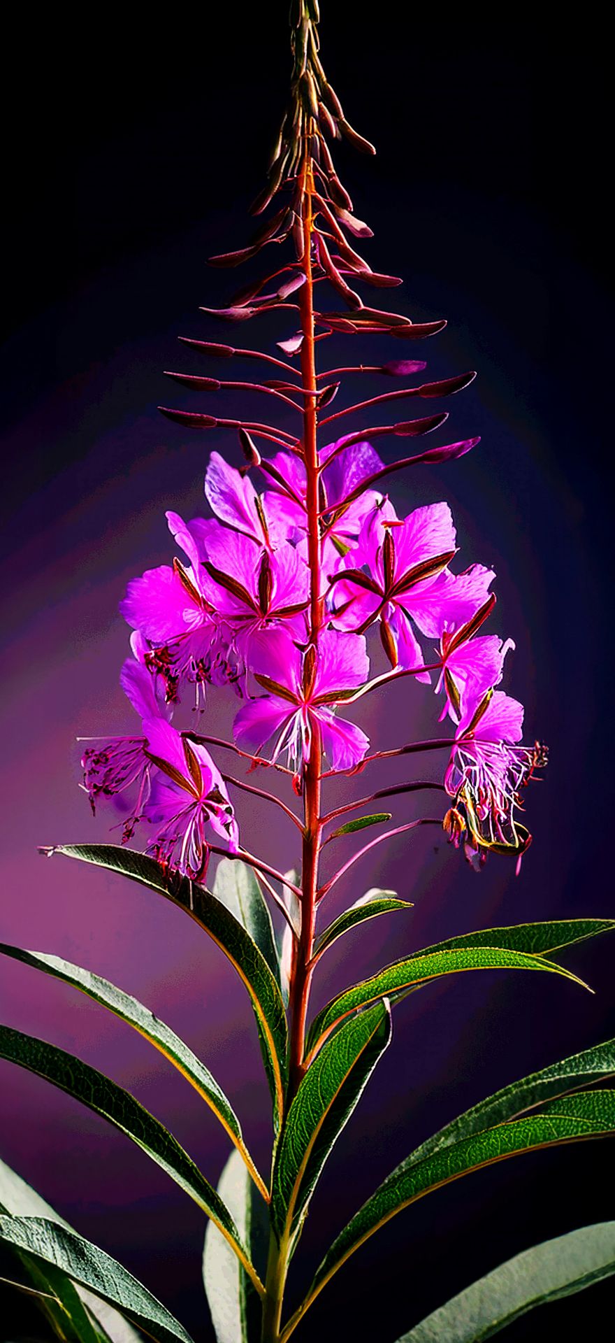 Fireweed